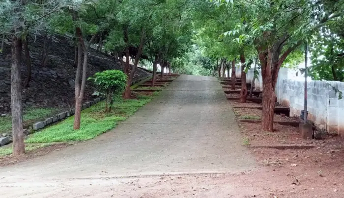Tree-lined pathway through the property
