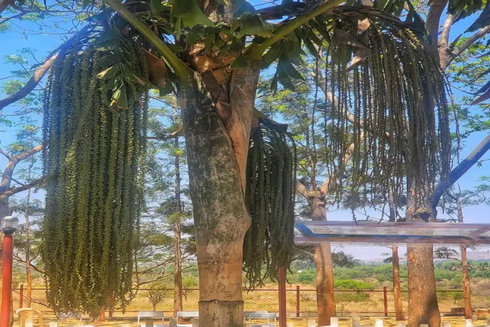 Palm trees across the grounds
